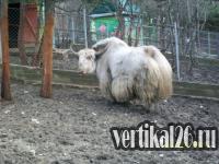 САФАРИ ПАРК В ГЕЛЕНДЖИКЕ САФАРИ ПАРК В ГЕЛЕНДЖИКЕ